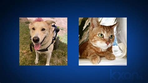 Austin Pets Alive! Mayor of Pawstin results in runoff between top 2 candidates